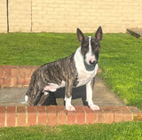 An English Bull Terrier Dog standing on a wall in a garden with green grass